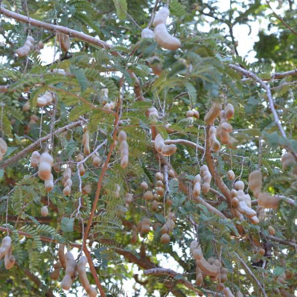 A super fruta para um organismo saudável